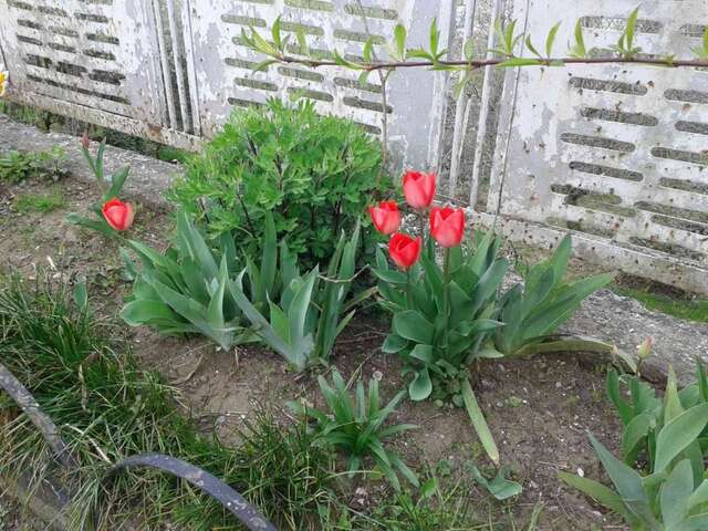 Виллы Cottage house Niniela Батуми-30