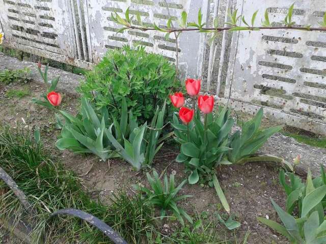 Виллы Cottage house Niniela Батуми-63