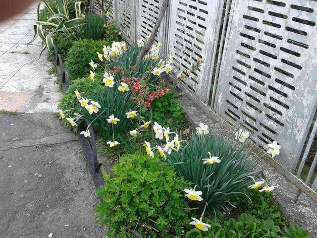 Виллы Cottage house Niniela Батуми-68